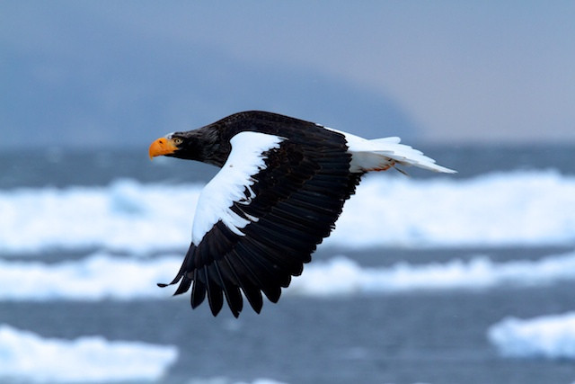 …with utterly spectacular Steller’s Sea Eagles…